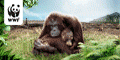 WWF Orang Utans