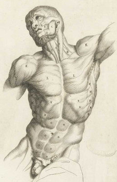 Die Muskulatur der Brust (Zeichnung von Bernardino Genga Anatomia per uso et intelligenza del disegno ricercata non solo su gl'ossi, e muscoli del corpo humano)