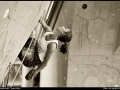 arco_rockmaster_2009_pfanzelt_05
