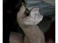 soul_moves_2010_koeln_hoerster_019