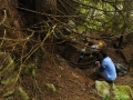 magic_wood_cleanup_2010_01