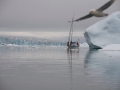 Dodos Delight in the Upernavik Isfjord.
