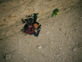 wohlleben_2011_08_12_18