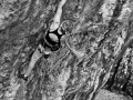redchili_2014_02_18_06