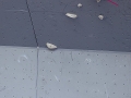 bwc_vail_2014-06-09-05