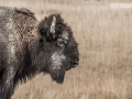 Yellowstone-National Park (c) Christian Pfanzelt