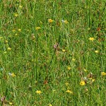 blumenwiese-kachel_id43730