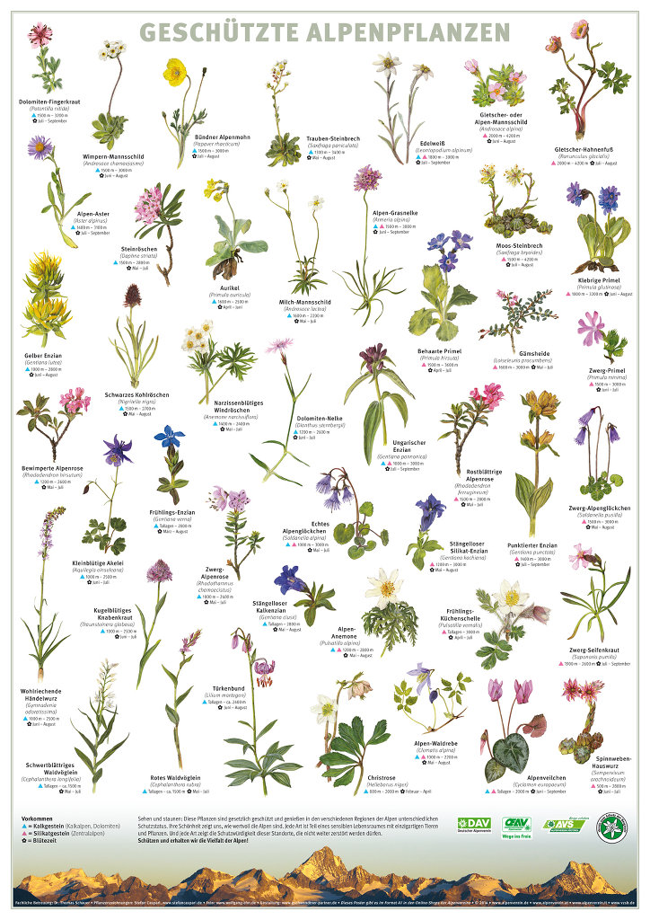 Plakat der Alpenvereine zeigt 44 geschützte Alpenpflanzen