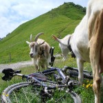 Mit dem Mountainbike über die Alpen