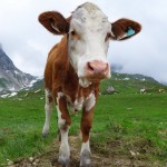 Der Oesterreichische Alpenverein gibt Tipps zum richtigen Umgang mit Weidetieren