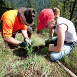 DAV Aktion Schutzwald: Helferinnen und Helfer für den alpinen Schutzwald gesucht